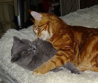 Котовторник