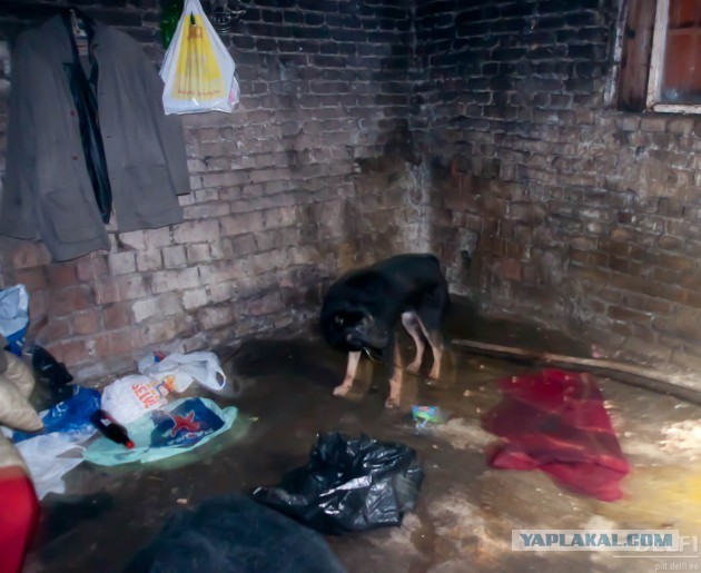 Все, что вы хотели знать об Эстонии...