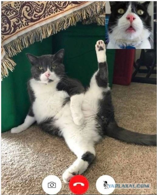 12 самых смешных котов в истории комического конкурса Comedy Pet Photography Awards