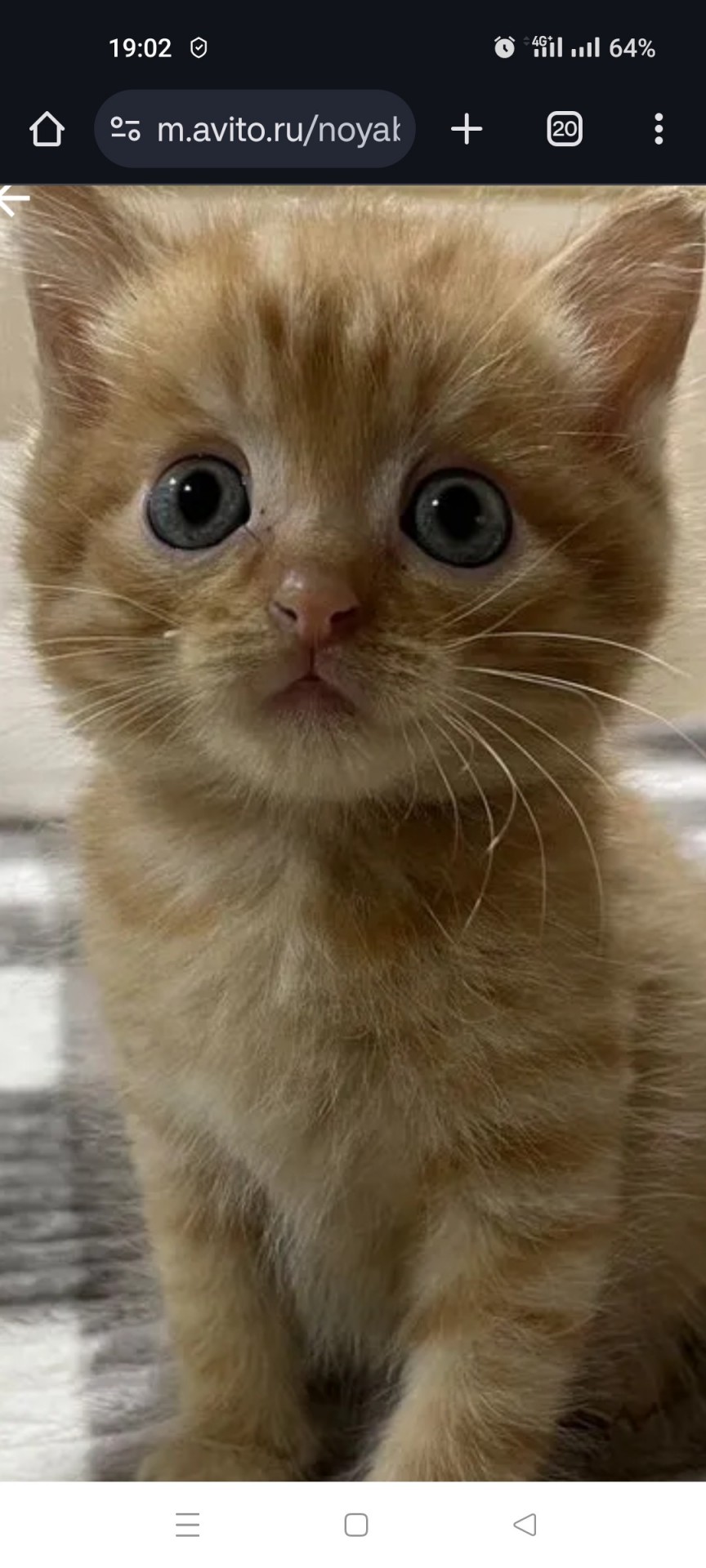 Мой кот