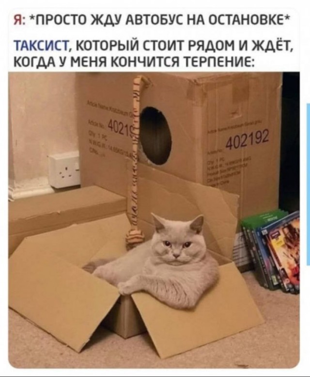 Всемирный день котиков.