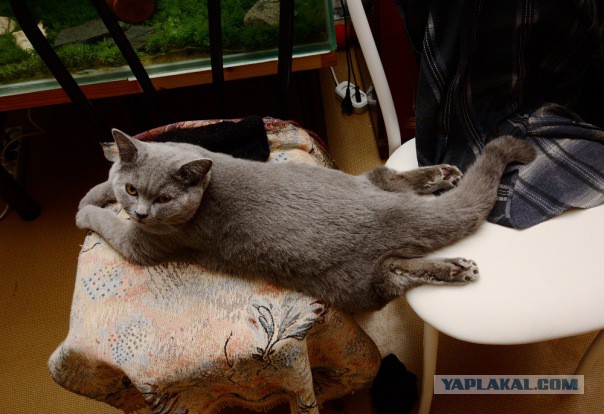 Котовторник  25.03.2014