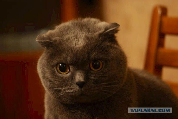 Без паники земляне