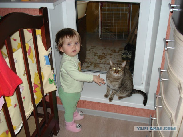 Котовторник 12.08.2014