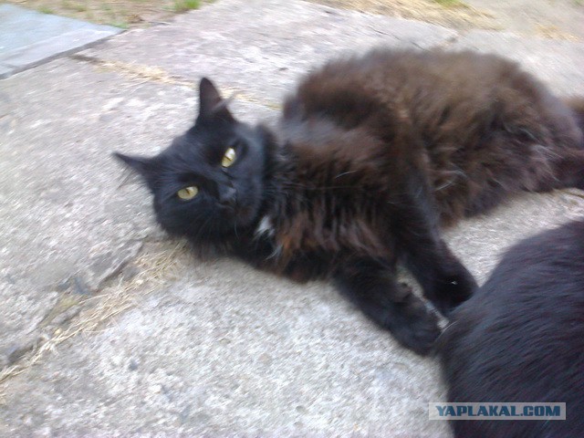 Котовторник 04.11.2014