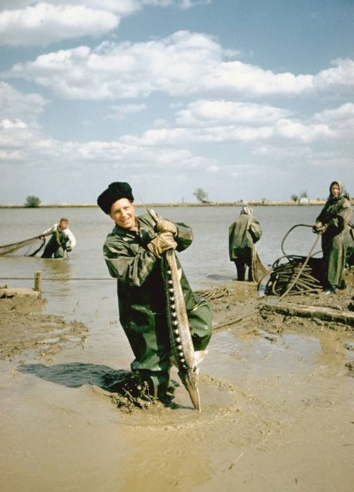 Добыча черной икры во второй половине XX века