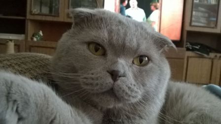 Котовторник 11.08.2015