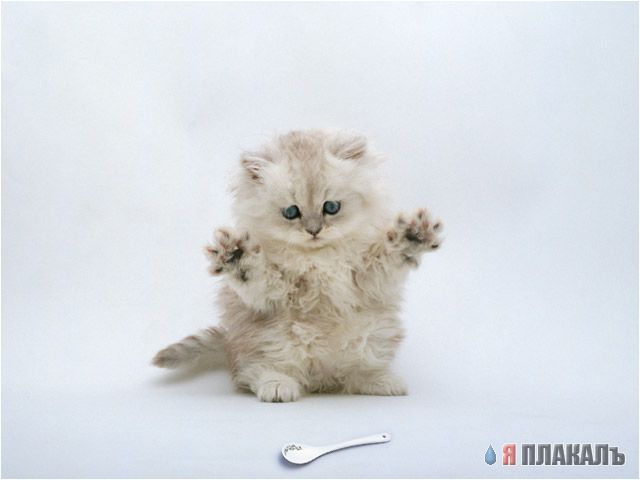 Коты, кошки, котята
