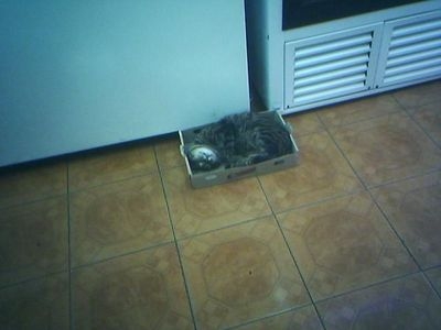 Коты, кошки, котята