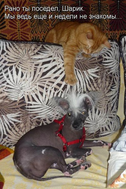 Подборка забавных картинок