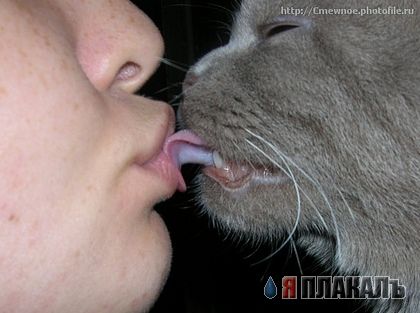 Коты, кошки, котята