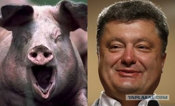 Знаменитости и их  двойники из мира животных