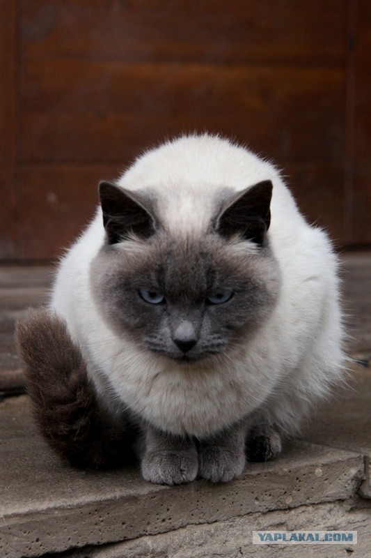 Котовторник