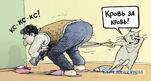 Решил постричь кота перед летом