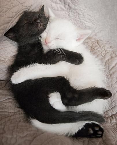 Коты из сети