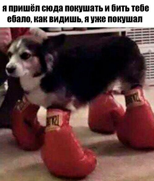 Деградации ЯПу от Креизи
