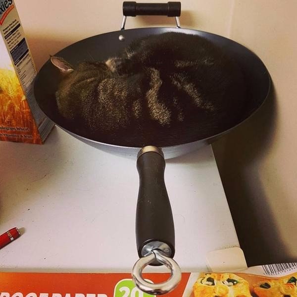 Коты и Кошки