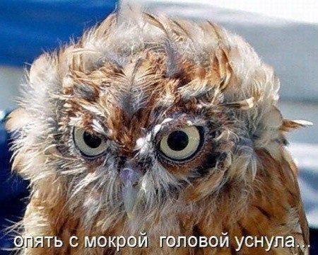 Подборка забавных животных