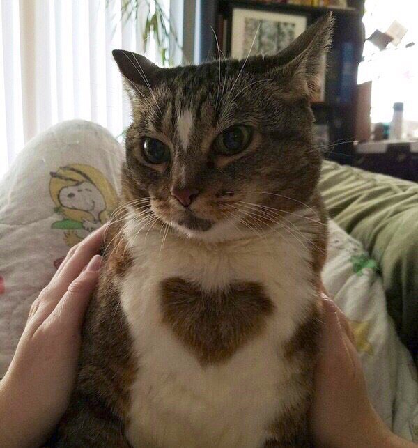 Коты и Кошки
