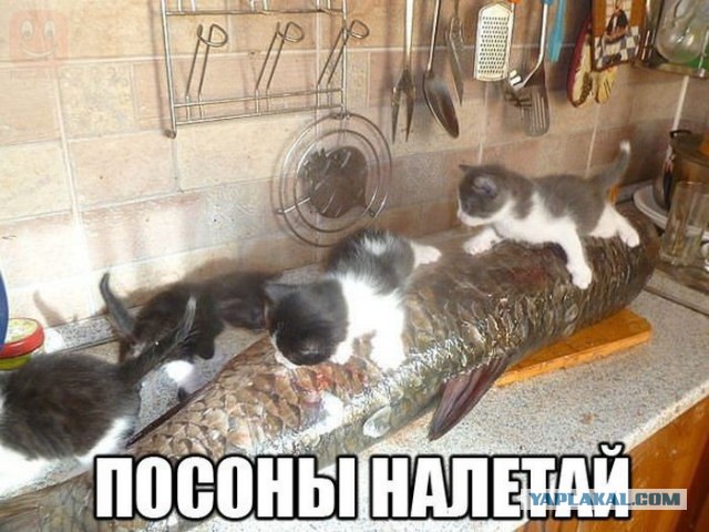 Просто юмор 19