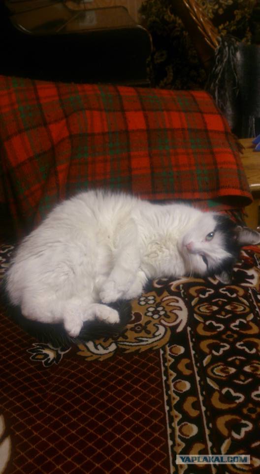 Котовторник 02.01.2018