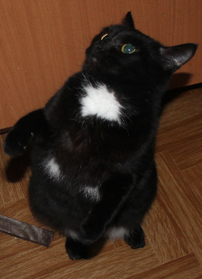 Котовторник  23.01.2018