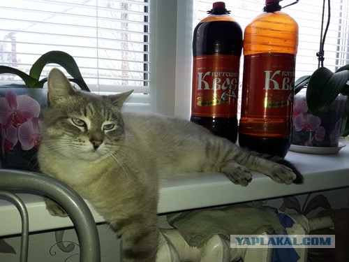 Котовторник 27.02.2018 наступил!