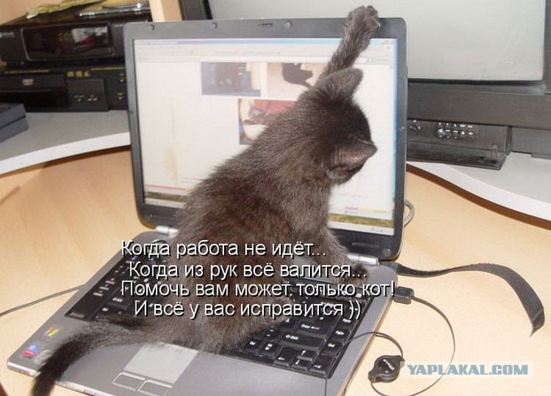 Устами котов