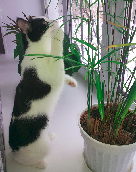 Для чего созданы коты