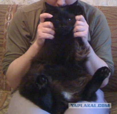 Котовторник (31.01.2012)