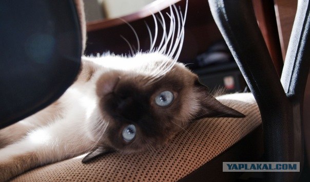 Котовторник (21.02.2012)