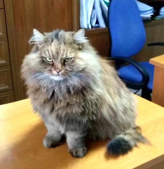 Котовторник 29.01.2019!