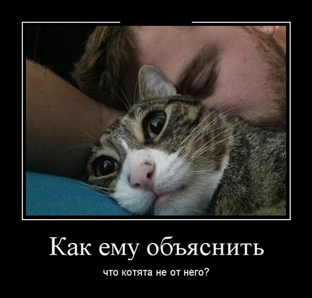 Картинки с надписями и коты, много котов