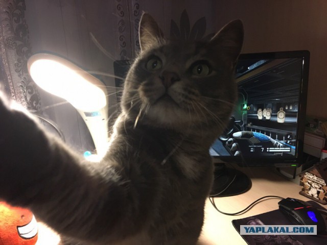 S-котство