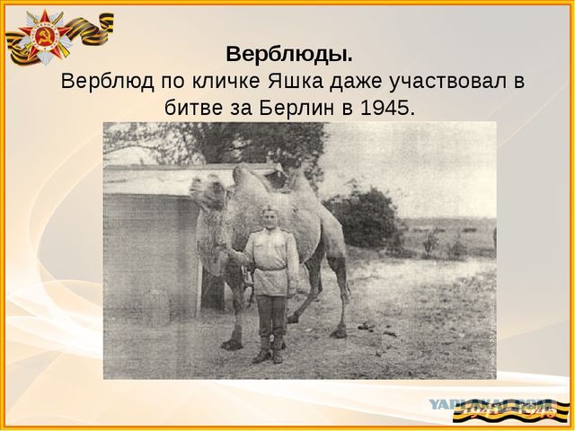 «Рыси ели людей». Чешская пенсионерка 17 лет выдает себя за узницу ГУЛАГа
