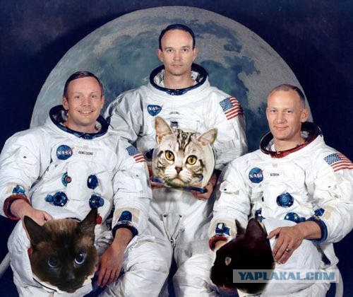 Коты атакуют