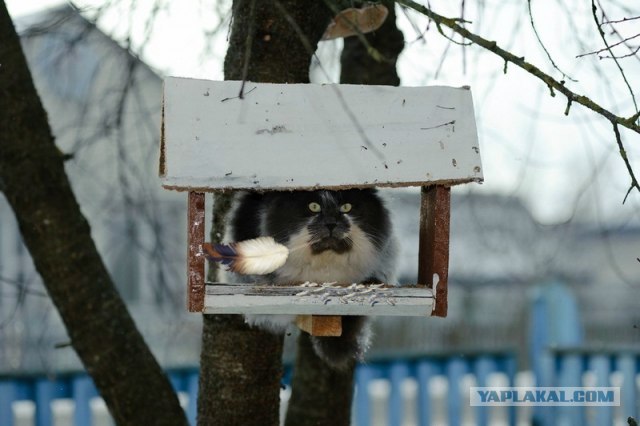 Фигасе воробушек!