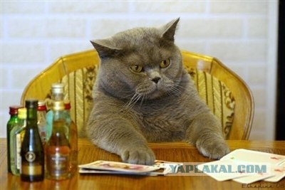 Мы овцы, но нас больше