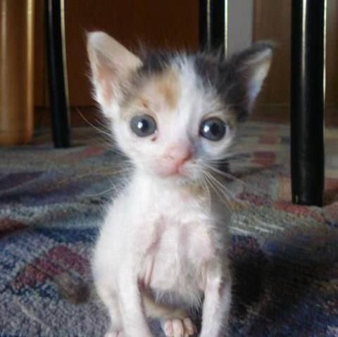 С котенком в магазин