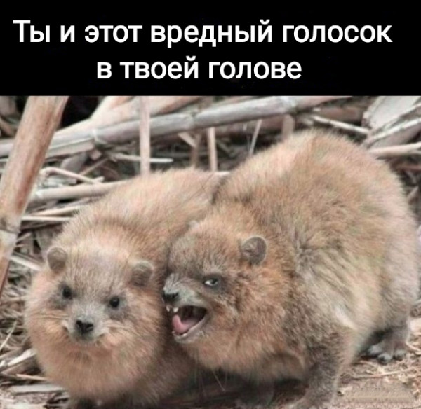 Начнем с картинок