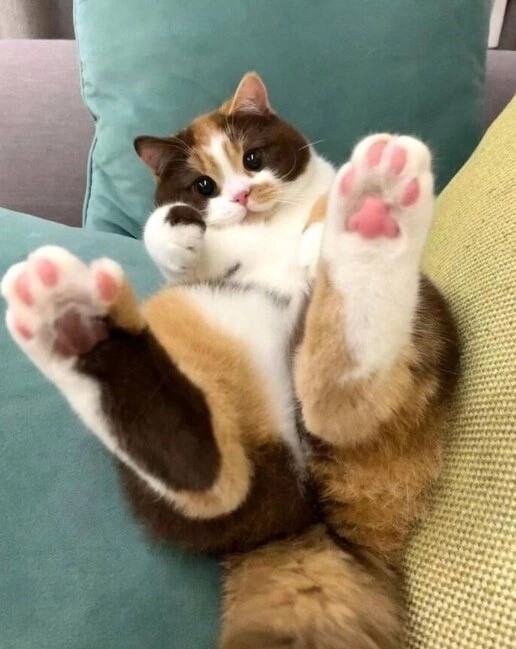 Не только котовторник, а еще и Всемирный день кошек!