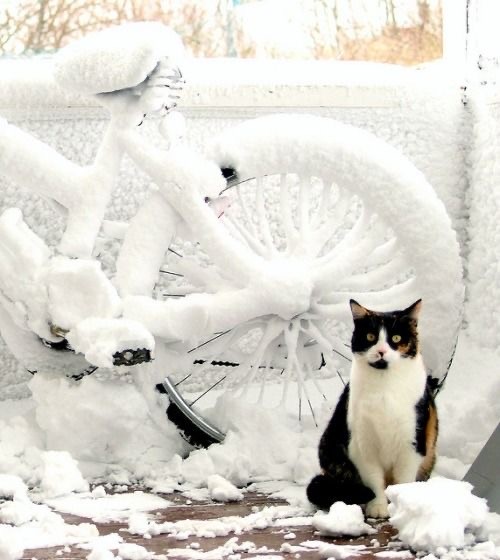 Котики из снега и котики на снегу