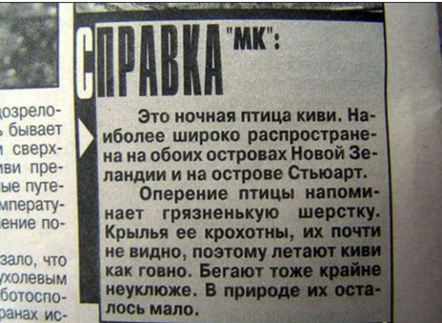 Киви: полуптица, полузверь, стопроцентный бунтарь природы