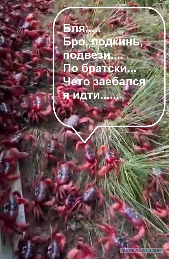 В Австралии на острове Рождества началась ежегодная миграция красных крабов.