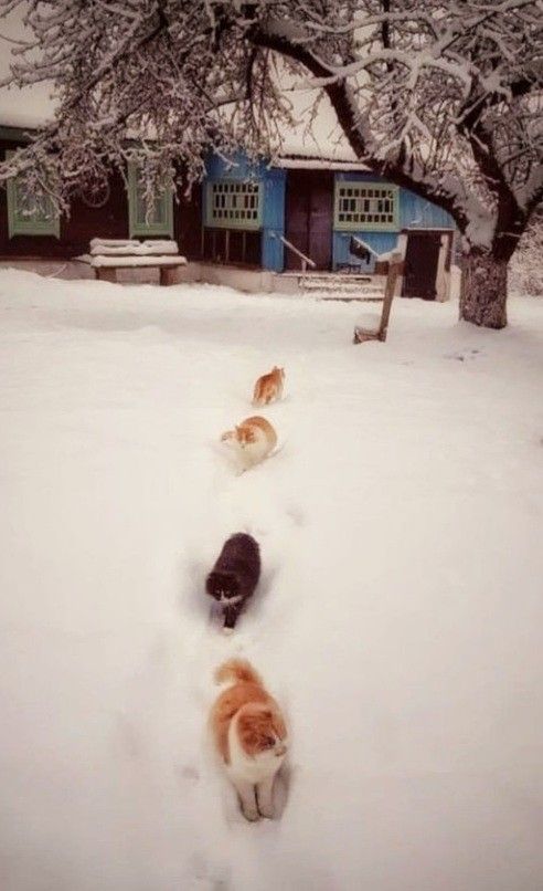 Сегодня за моим окном зима