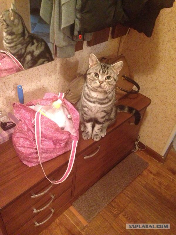 Котовторник 4.02.2014