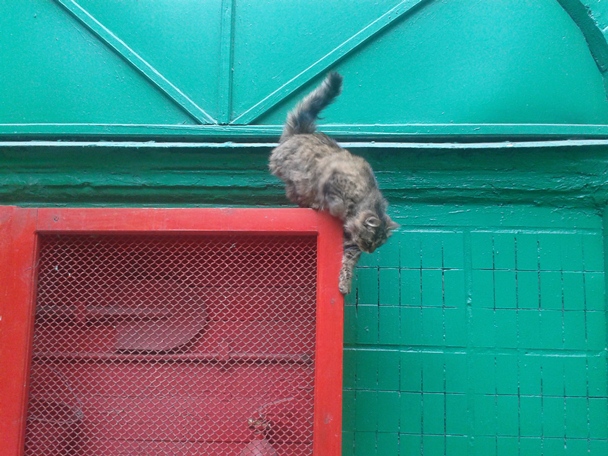 Котовторник   15.04.2014