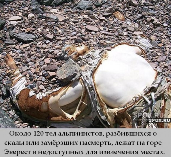 Факты в картинках