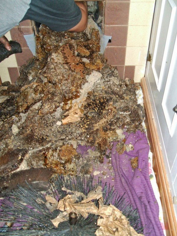 "Пасека" в квартире