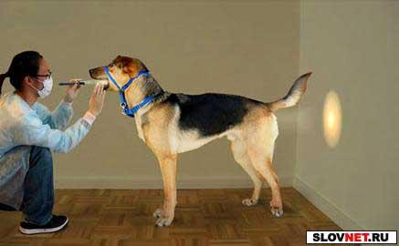 Смешные картинки и комментарии